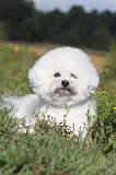 BICHON FRISE 012